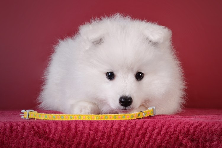 Японский шпиц щенок 2 недели