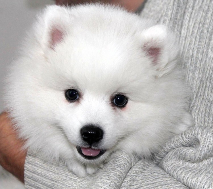 Щенки шпица Япония