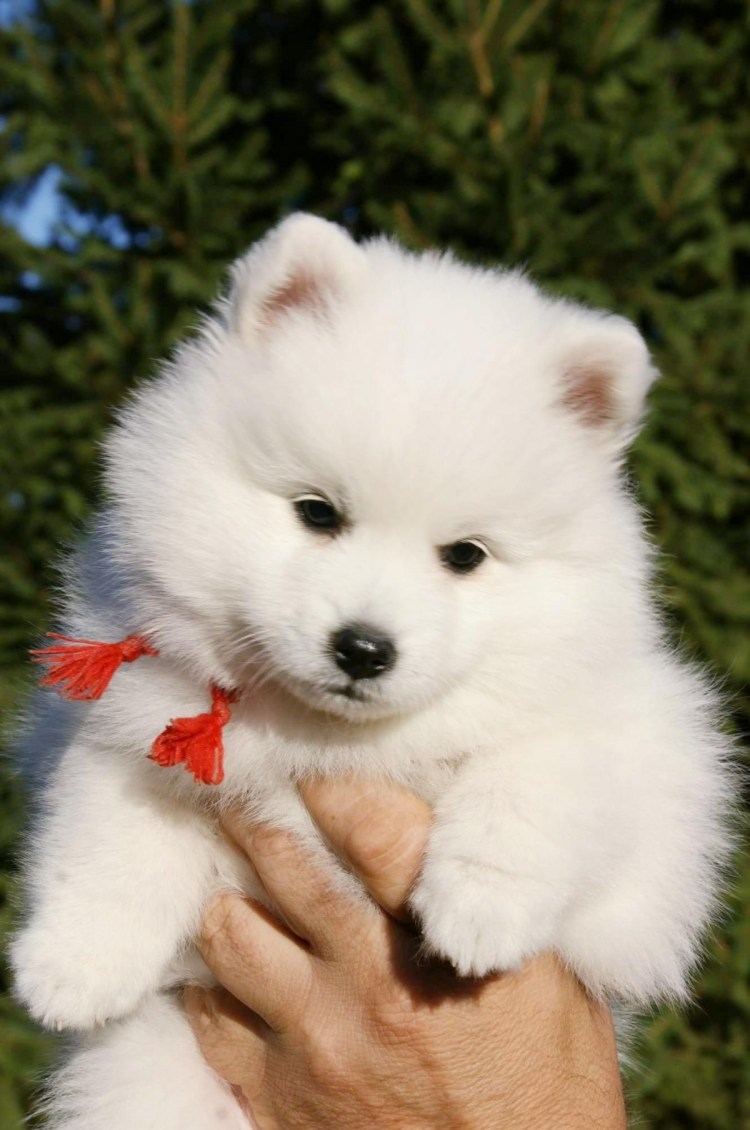 Японский шпиц карликовый