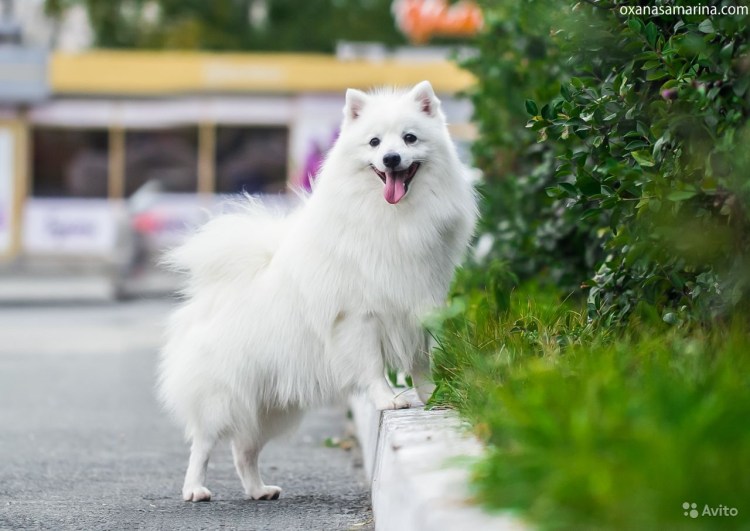 Собака японский шпиц