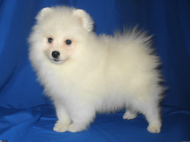 Японский шпиц щенок 1 месяц