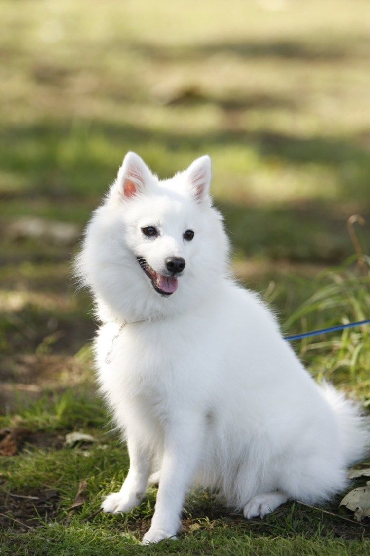 Померанский шпиц длинношерстный белый