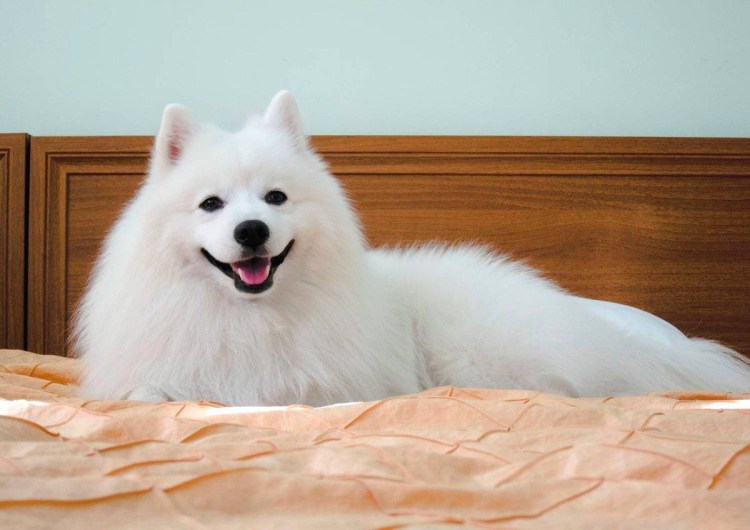 Собака японский шпиц