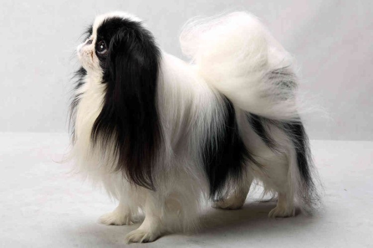 Японский Хин и Папильон