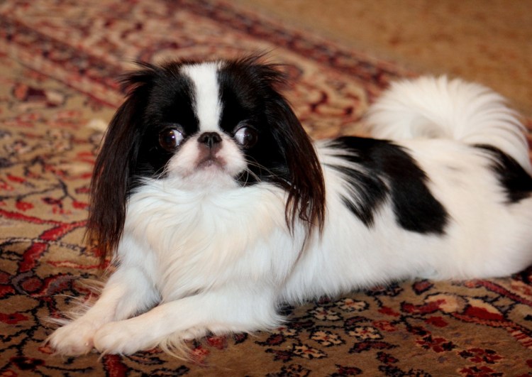 Японский Хин