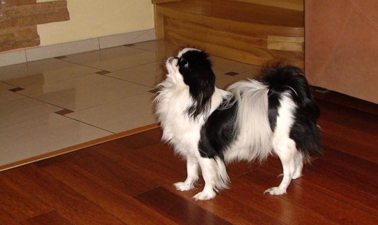 Тибетский спаниель и японский Хин