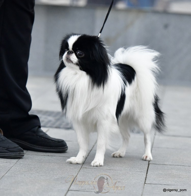 Юла японский Хин