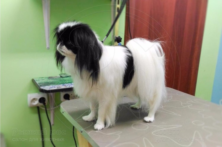 Груминг японского Хина