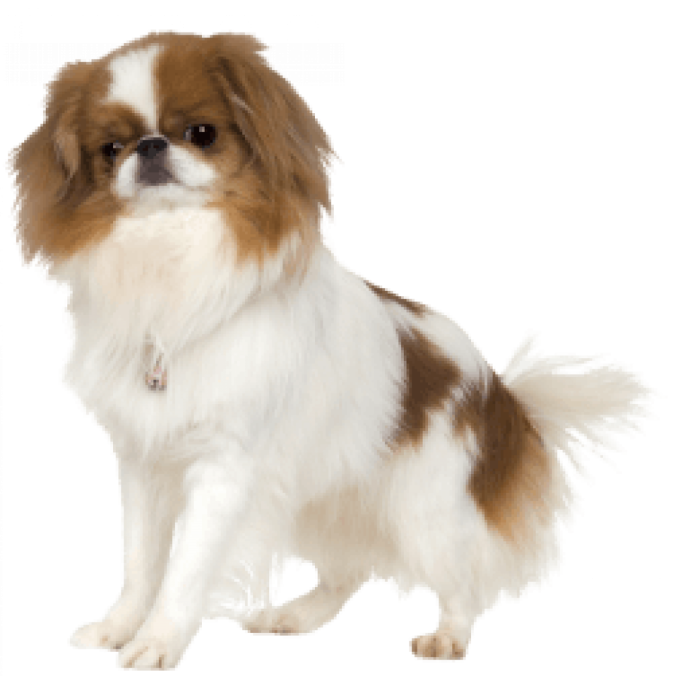 Тибетский Хин