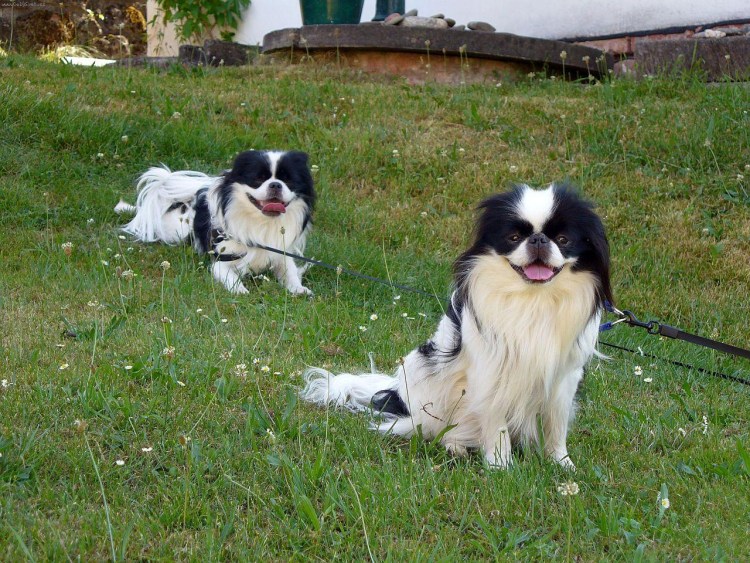 Стрижки японских хинов