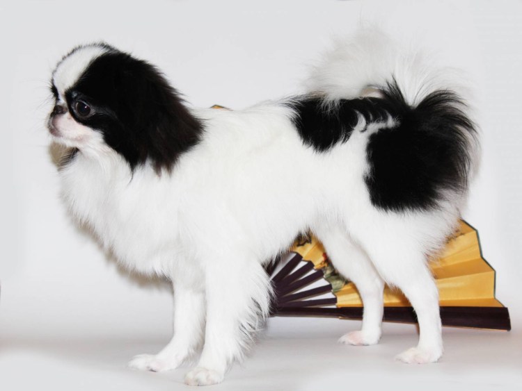 Shih Tzu Japanese Chin