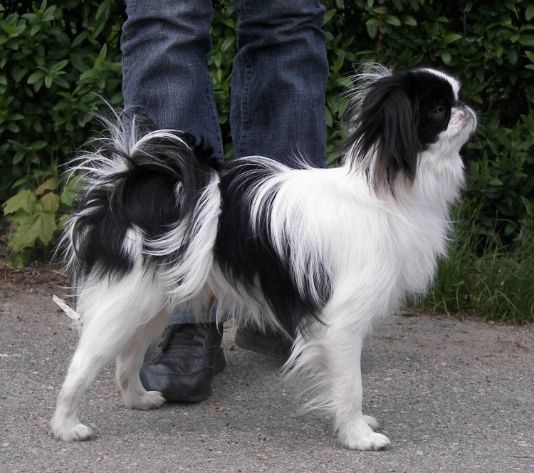 Стрижки японских хинов