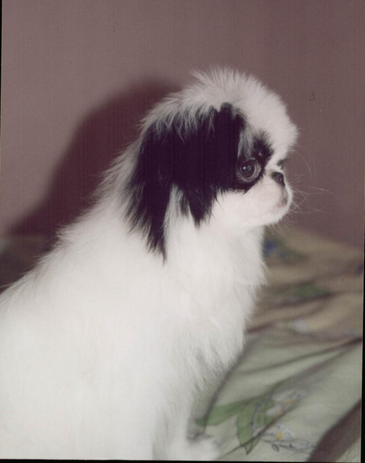 Японский Хин