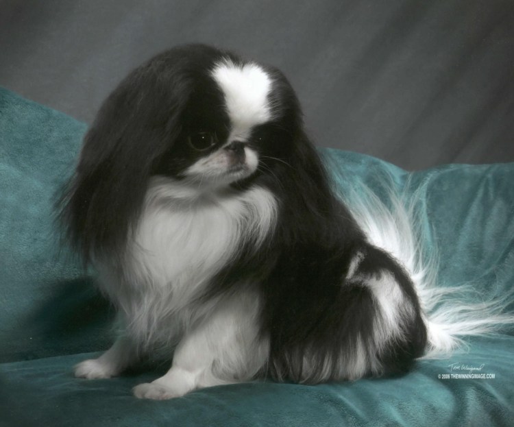 Молодые девушки с японским хином