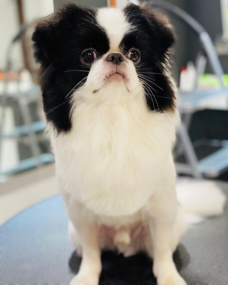 Японский Хин хвост