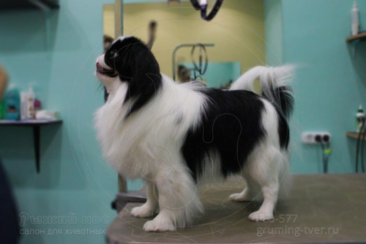 Японский Хин гладкошерстный