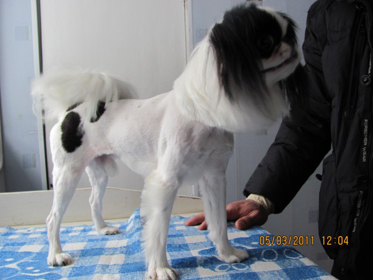 Порода собак японский Хин