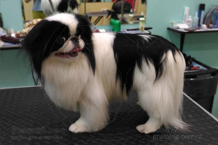 Груминг японского Хина