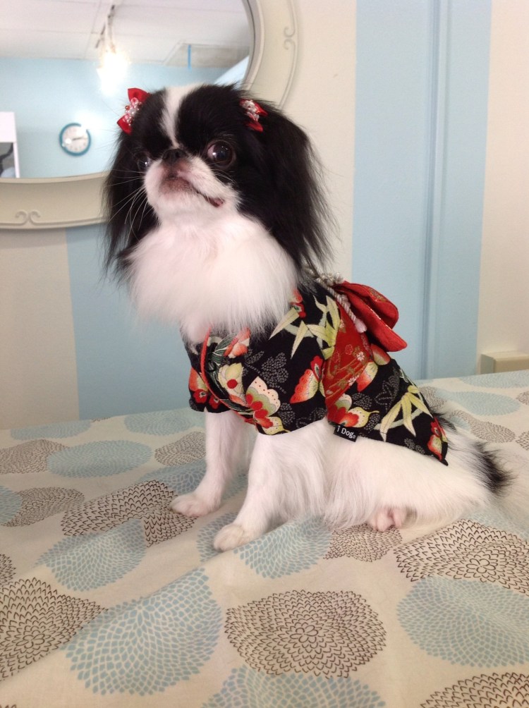 Японский Хин Teacup