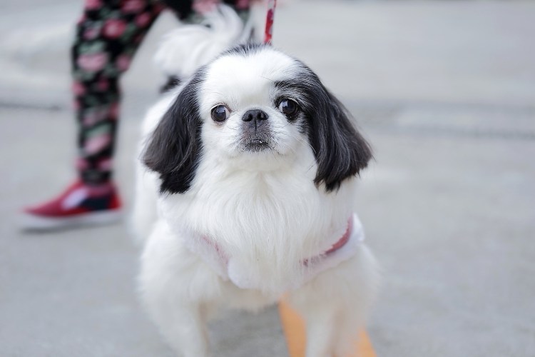 Пекинский Хин