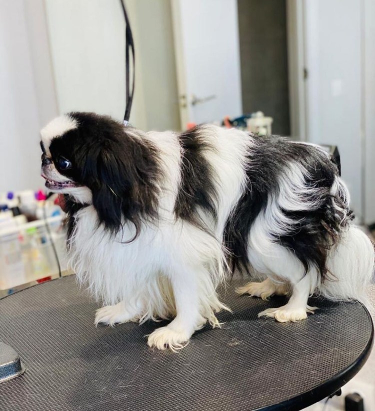 Порода собак японский Хин