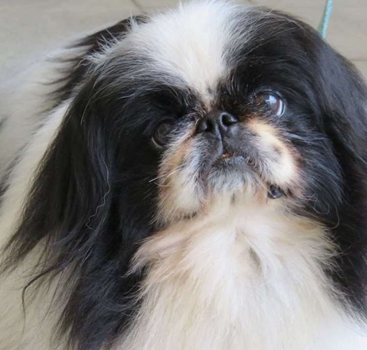 Белый Пекинес Хин