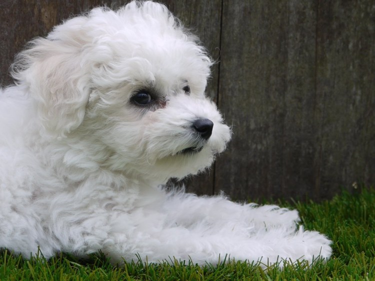 Смесь пуделя и Бишон фризе