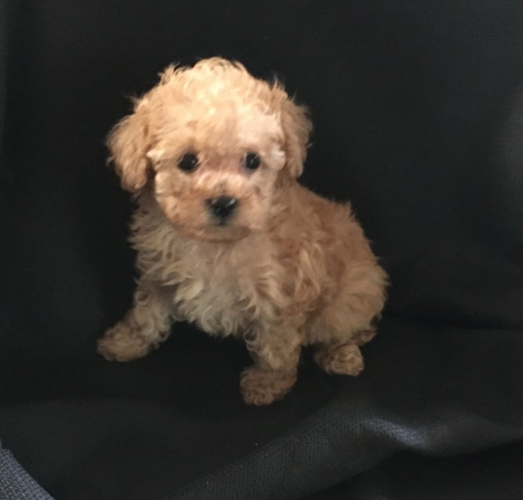 Мальтийский пудель карликовый