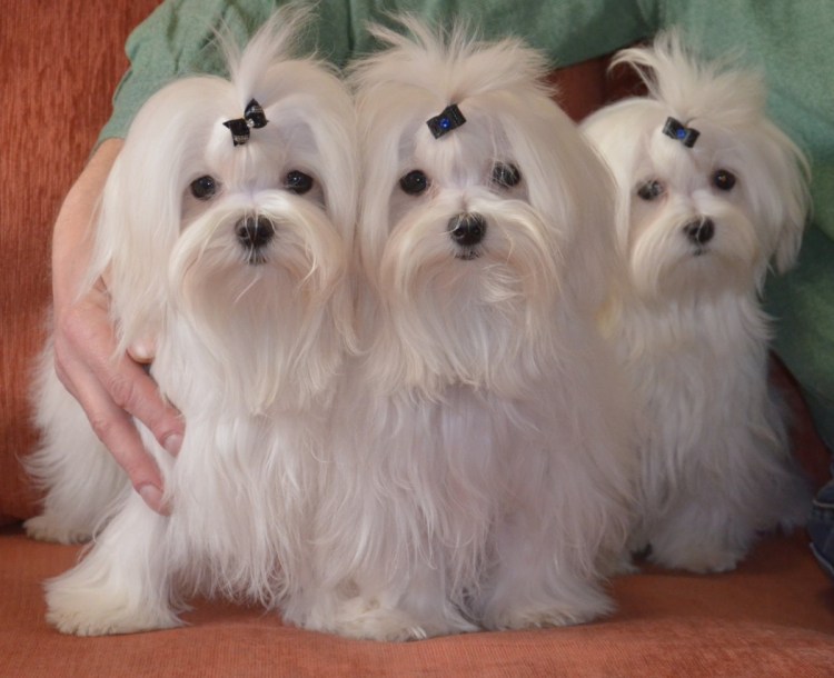 Болонка Бишон и Мальтийская