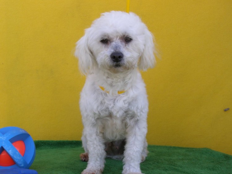 Пудель Бишон фризе