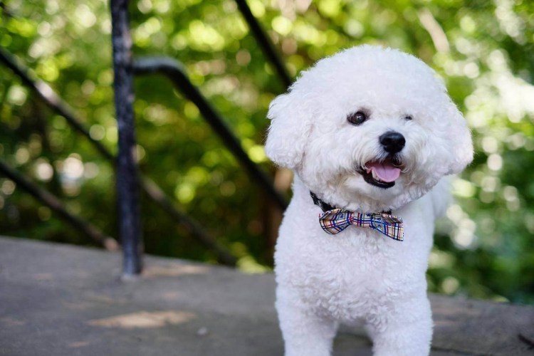 Черный пудель Бишон