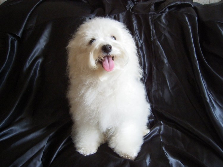 Помесь пуделя и Болонки