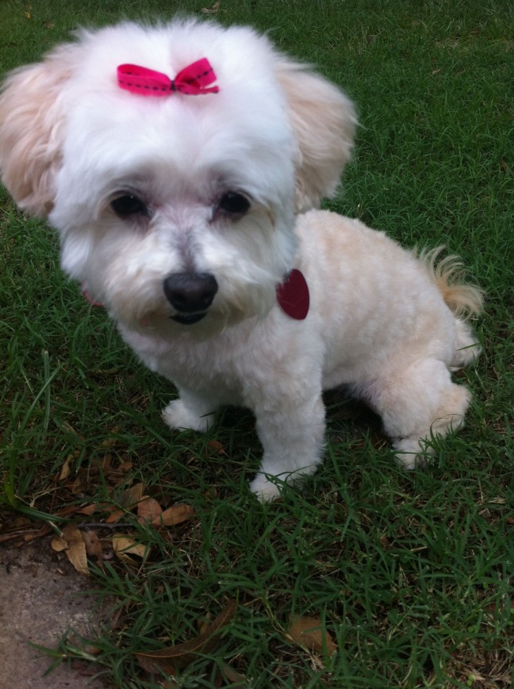 Мальтийская болонка и пудель