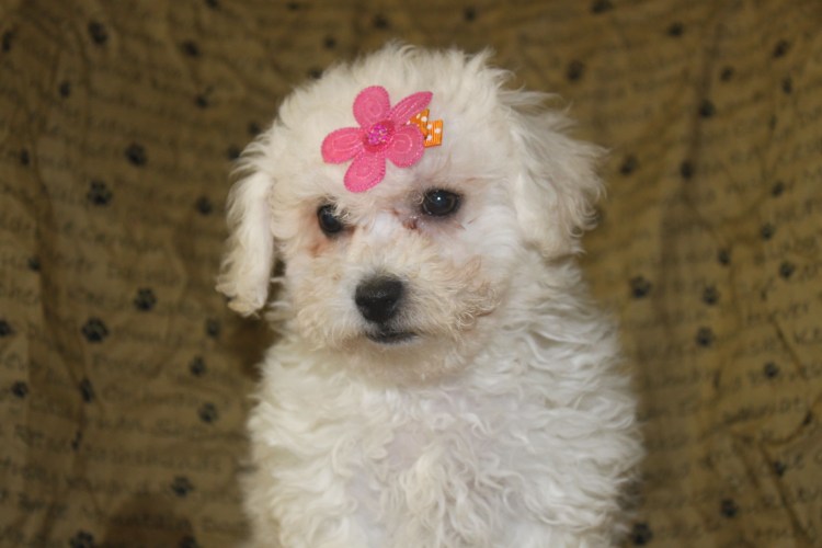 Бишон фризе мальтипу