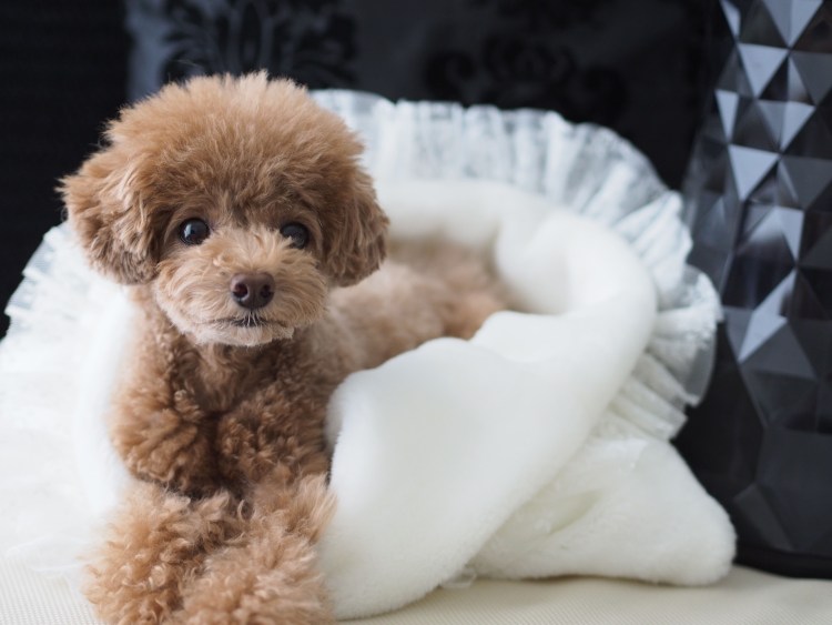 Русская болонка с пуделем как называется