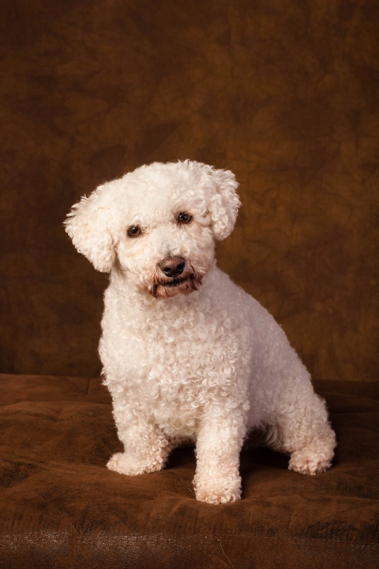 Мальтийский Бишон