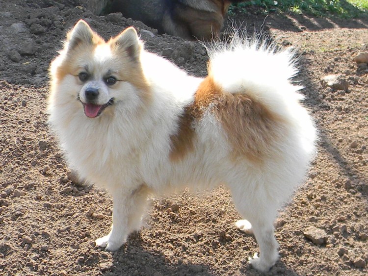 Средний немецкий шпиц Миттельшпиц