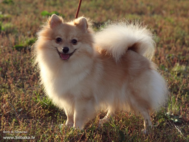 Шпиц немецкий малый