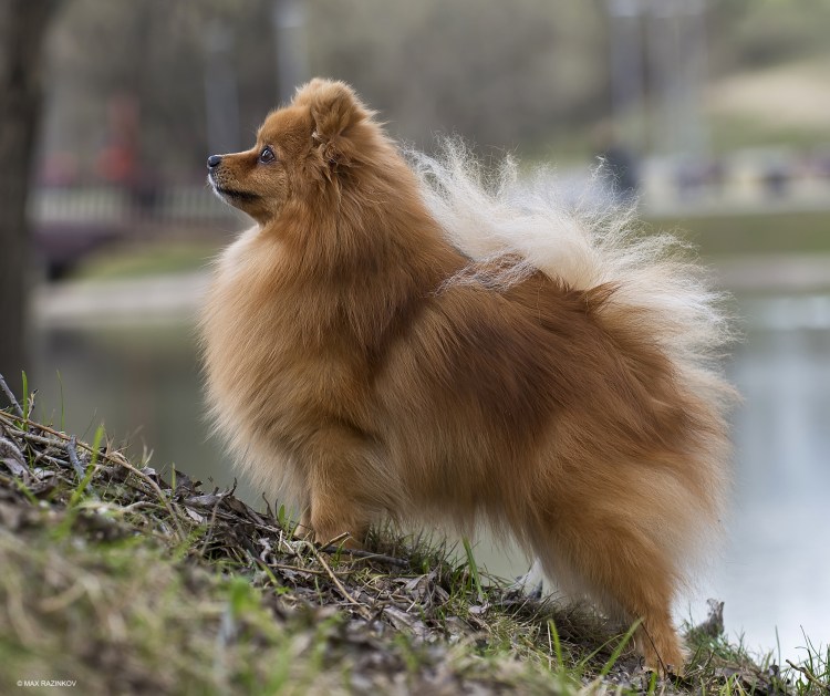 Немецкий шпиц