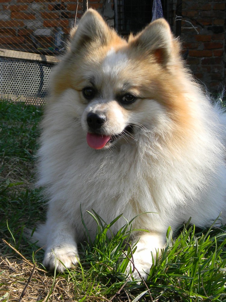 Шпиц немецкий малый