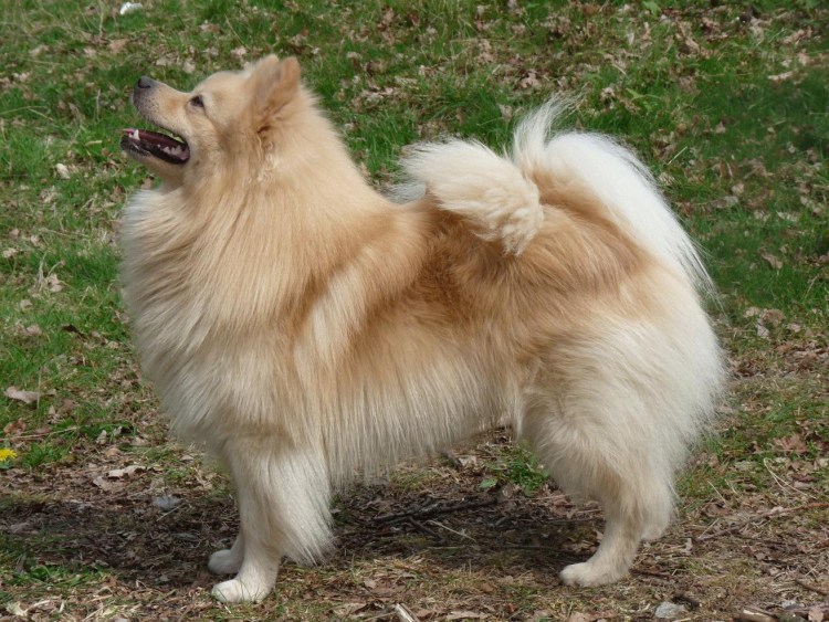 Собаки породы немецкий шпиц