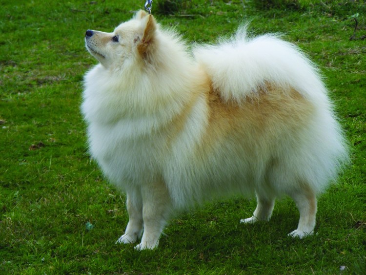 Большой шпиц гроссшпиц