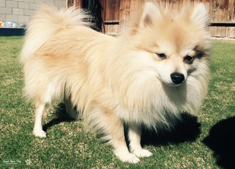 Шпиц немецкий малый