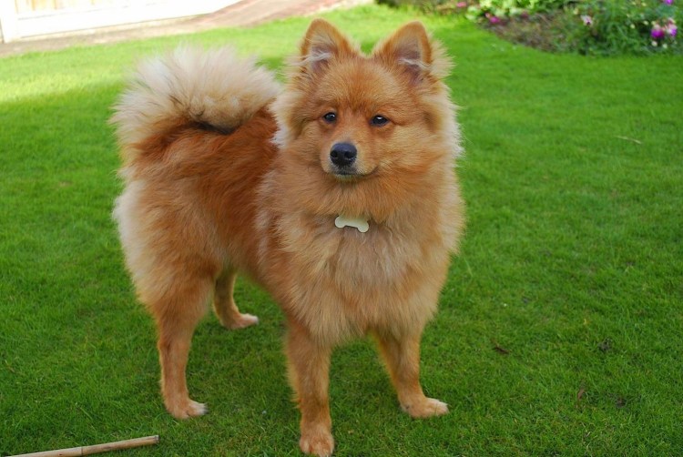 Собаки породы немецкий шпиц