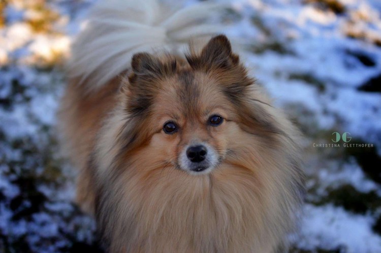 Немецкий шпиц Миттельшпиц