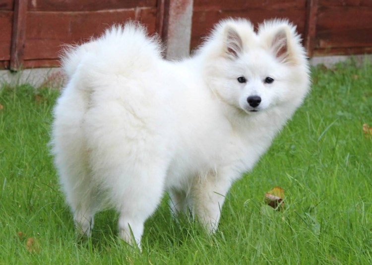 Немецкий шпиц Миттельшпиц