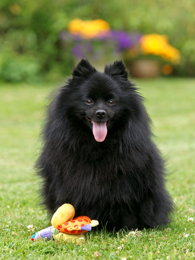 Средний немецкий шпиц Миттельшпиц