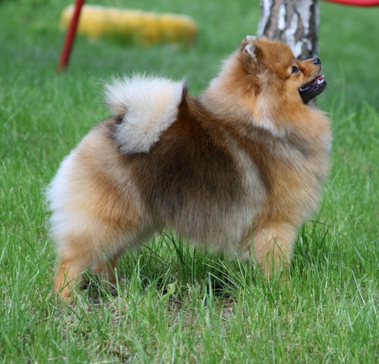 Немецкая овчарка и шпиц