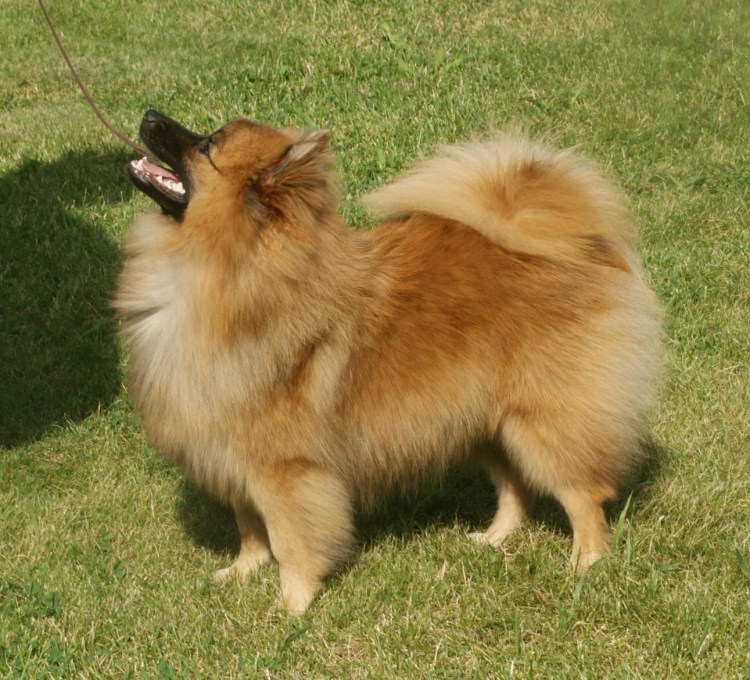 Немецкий шпиц