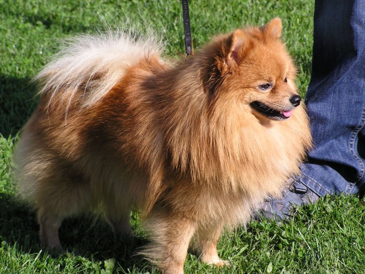 Малый померанский шпиц